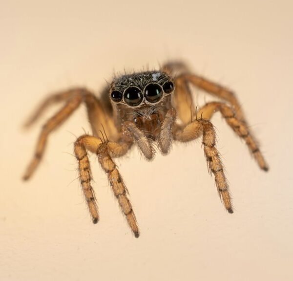 pattern observation for numbers